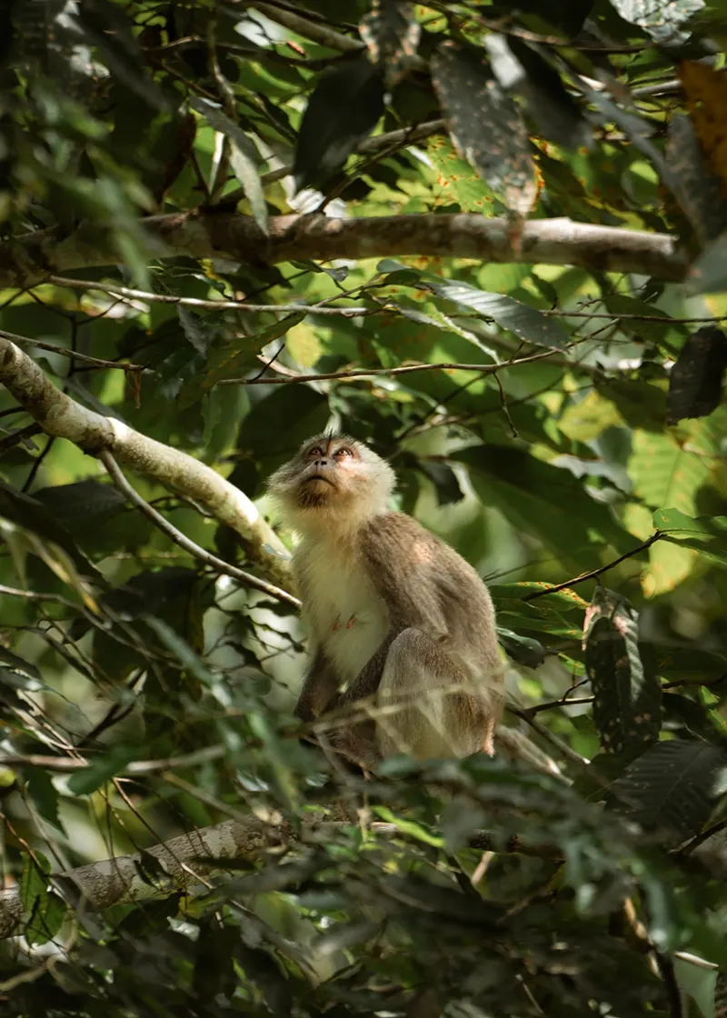 River Bamboo Rafting