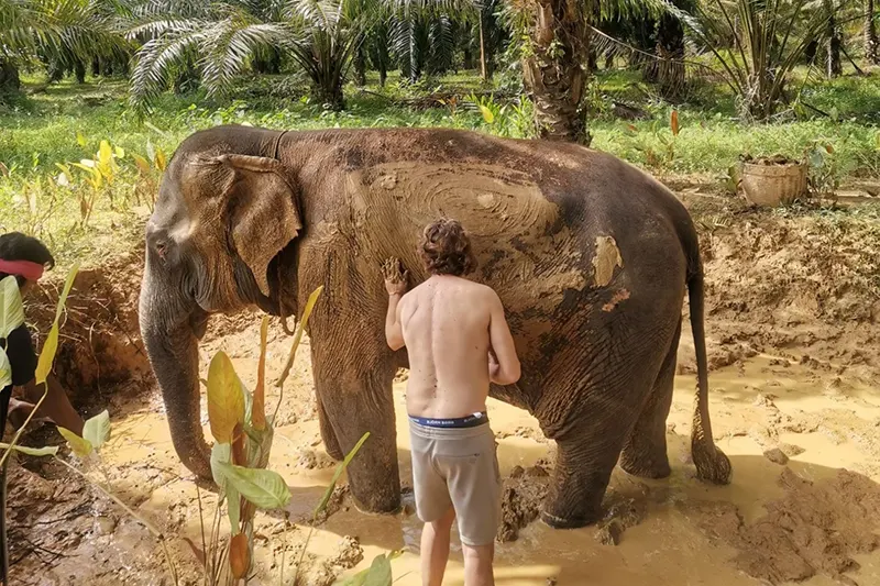 Elephant Care Experience