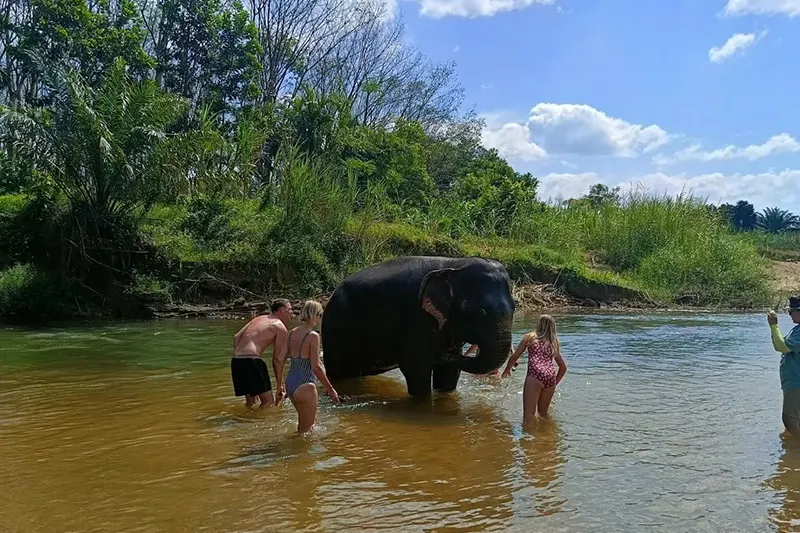 Elephant Care Experience