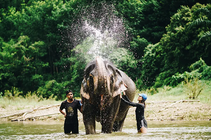 Elephant Care Experience