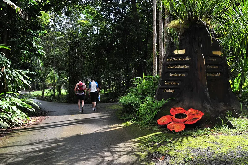 Jungle Hiking