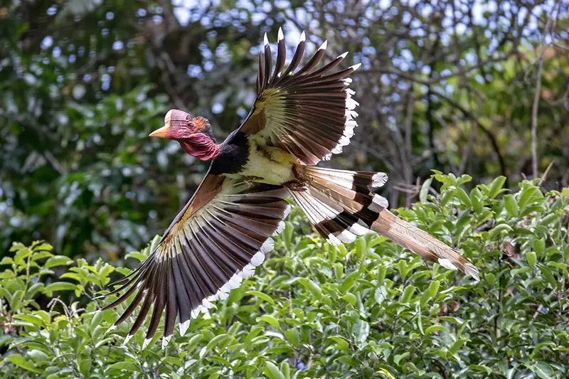 Birds in the park