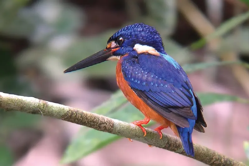 Birds in the park